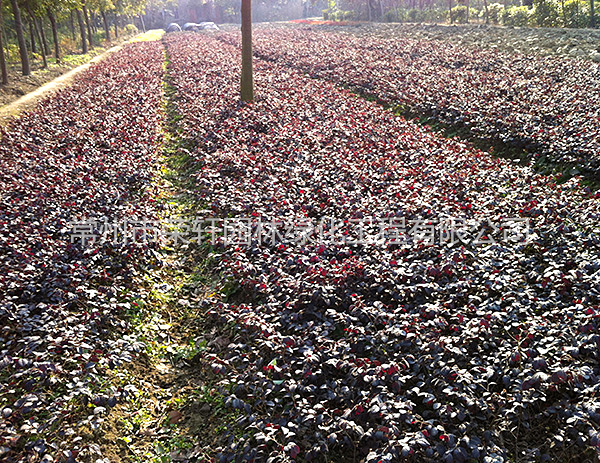 苗圃基地紅花繼木工程苗養(yǎng)護(hù)
