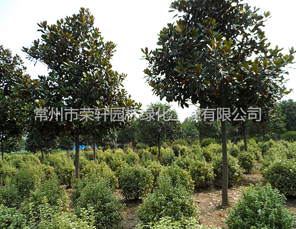 苗圃基地廣玉蘭養(yǎng)護(hù)