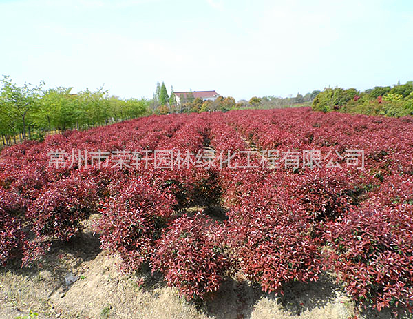 紅葉石楠球